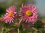 Aster Andenken an Alma Poetschke6
